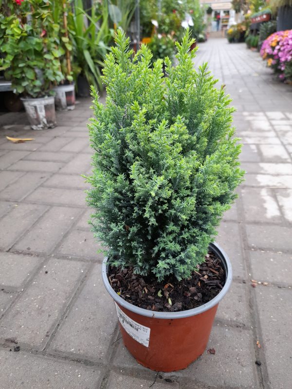 Chamaecyparis lawsoniana 'Ellwood's Gold - Arany hamisciprus