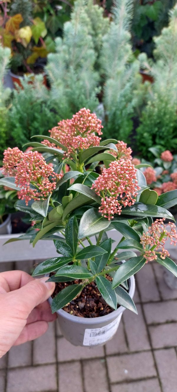 Skimmia japonica 'Rubella', Japán dérbabér