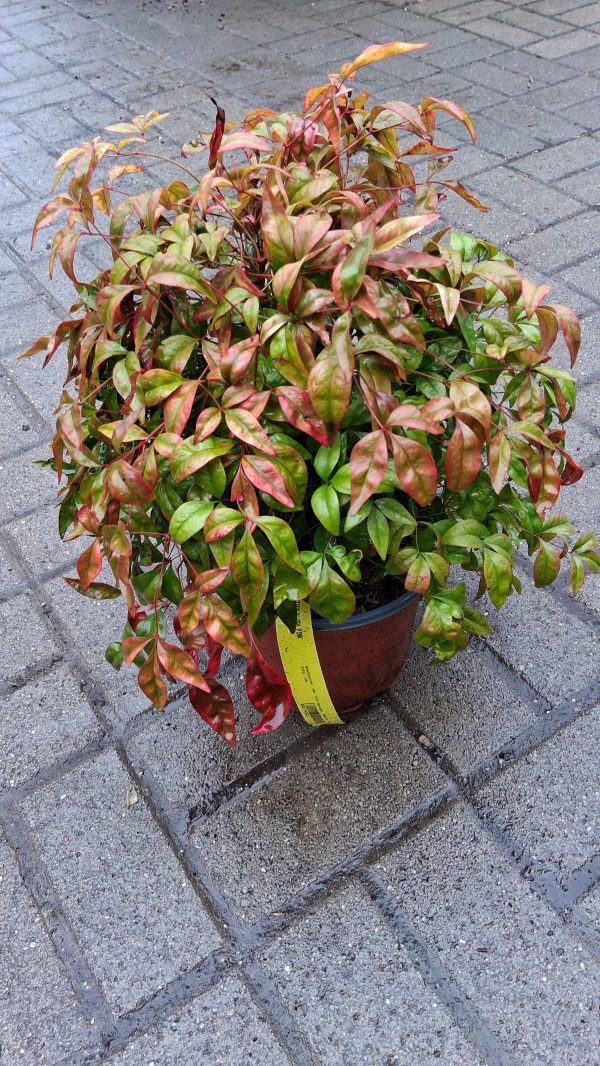 Nandina domestica 'Blush Pink' – Japán szentfa