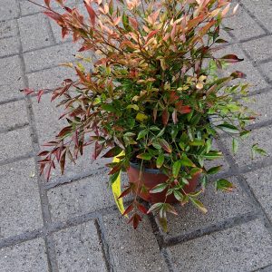 Nandina domestica 'Gulf Stream' - Japán szentfa
