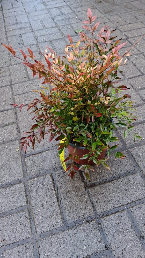 Nandina domestica 'Gulf Stream' - Japán szentfa