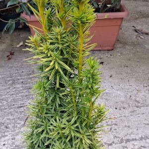 Taxus baccata 'David' – Arany oszlopos tiszafa