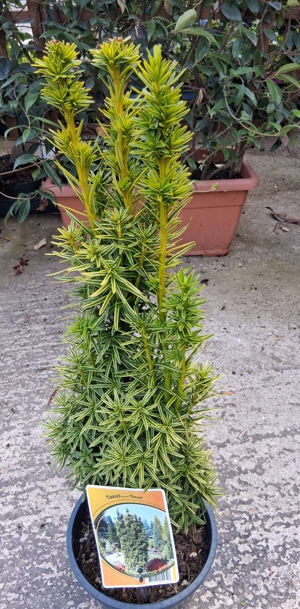 Taxus baccata 'David' – Arany oszlopos tiszafa