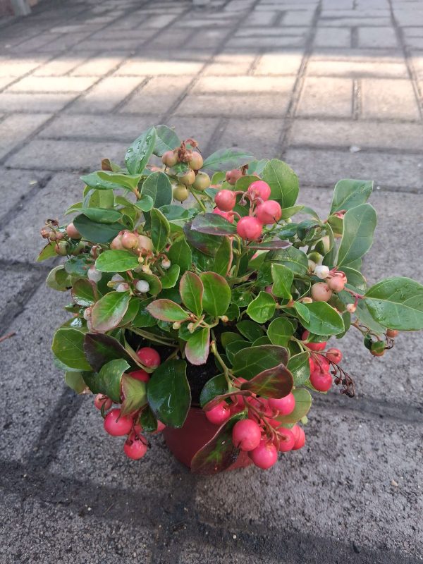 Gaultheria procumbens 'Big Berry' - Kúszó fajdbogyó - Image 8
