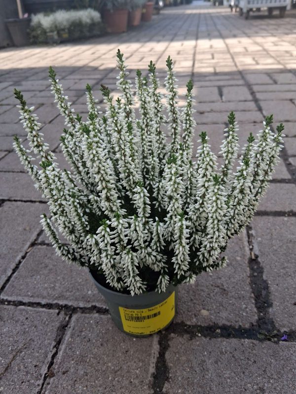 Calluna vulgaris - Csarab (kicsi) - Image 6