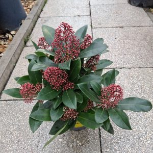 Skimmia japonica ‘Rubella’ – Japán dérbabér, örökzöld, vörös bimbós, illatos virágú díszcserje