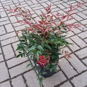 Nandina domestica 'Obsessed' - Törpe japán szentfa
