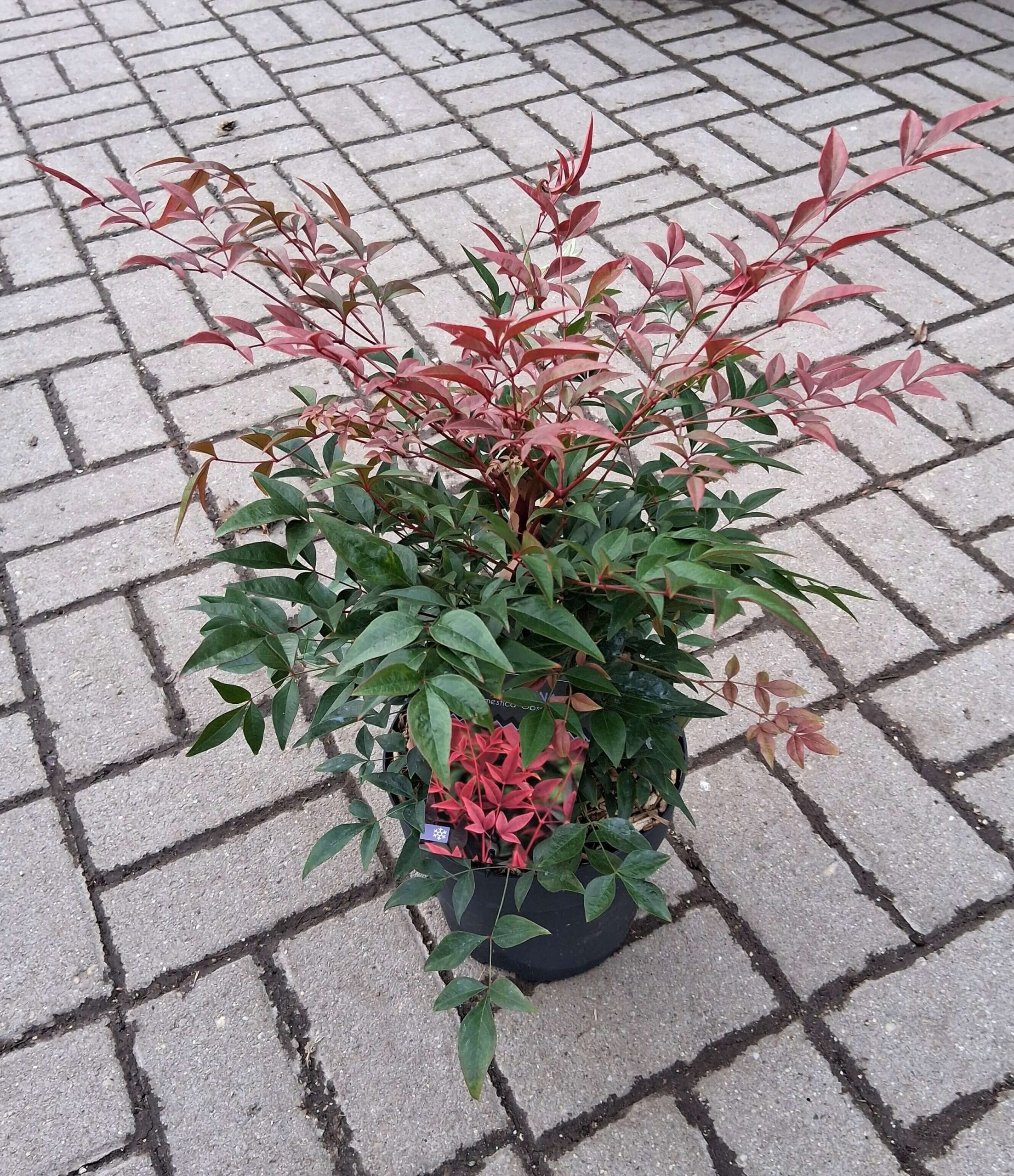 Nandina domestica 'Obsessed' - Törpe japán szentfa