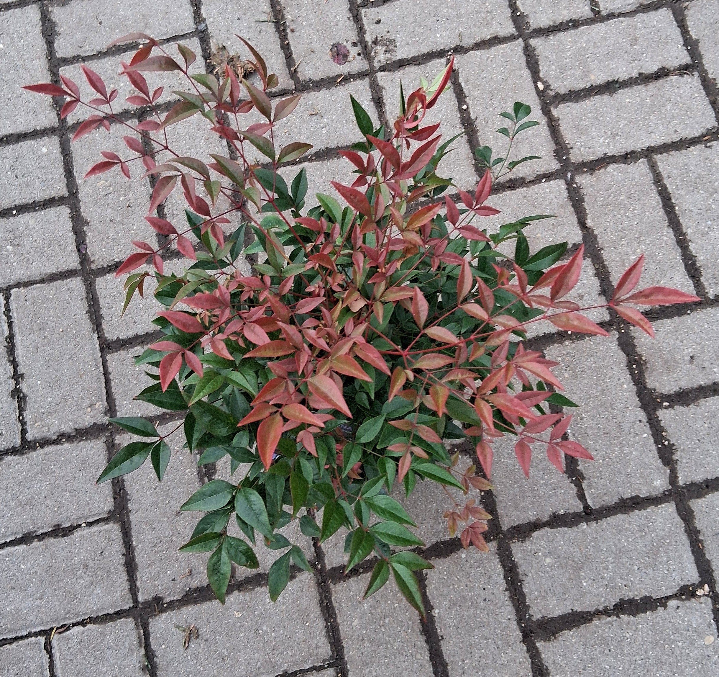 Nandina domestica 'Obsessed' - Törpe japán szentfa - Image 2