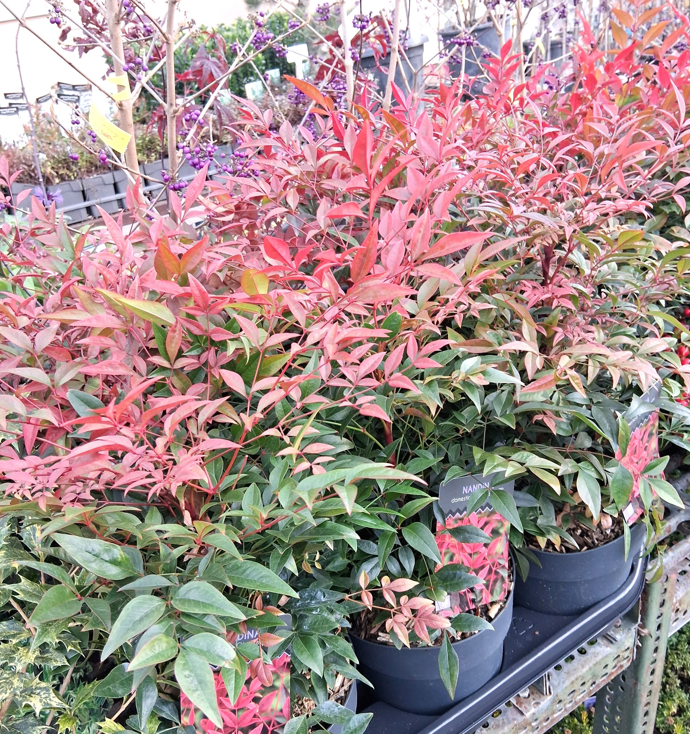 Nandina domestica 'Obsessed' - Törpe japán szentfa - Image 3