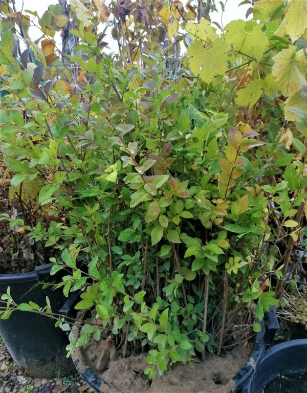 Fagyal ( Ligustrum) szabadgyökeres / tő - Image 2