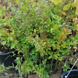 Fagyal ( Ligustrum) szabadgyökeres / tő