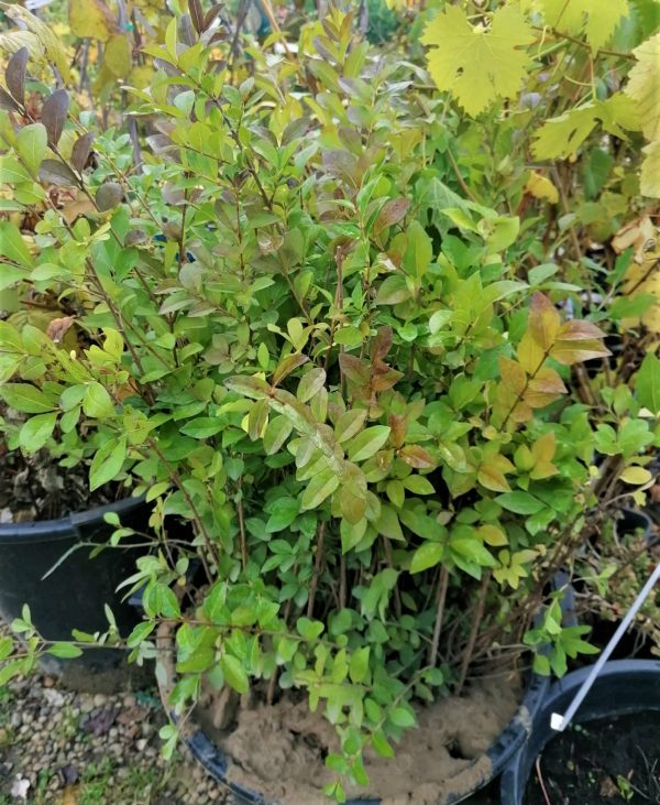Fagyal ( Ligustrum) szabadgyökeres / tő