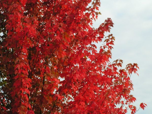 Acer x freemanii 'Autumn Blaze' - Őszi tűzjuhar