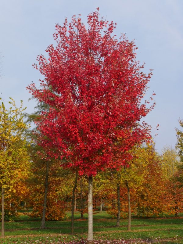 Acer x freemanii 'Autumn Blaze' - Őszi tűzjuhar - Image 3