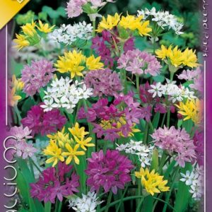 Allium mixed / Allium sziklakerti színkeverék