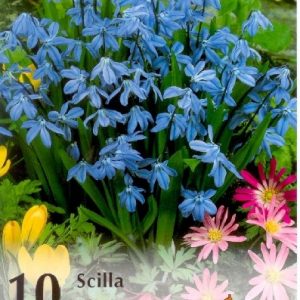 Scilla siberica / Bókoló csillagvirág kék