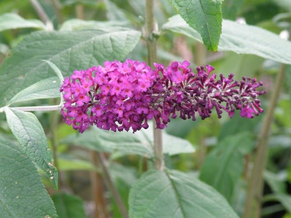 Buddleja davidii 'Burgundy' - Nyári orgona