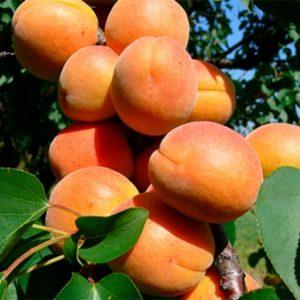 'Ceglédi Piroska' kajszibarack