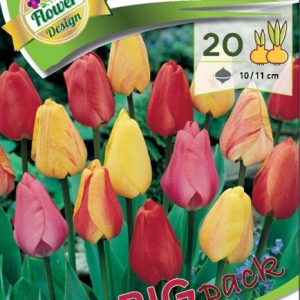Tulipa Darwin hybrid mix / Tulipán Darwin hibrid mix 20db/csomag