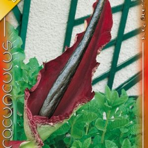 Dracunculus vulgaris / Sárkánykontyvirág
