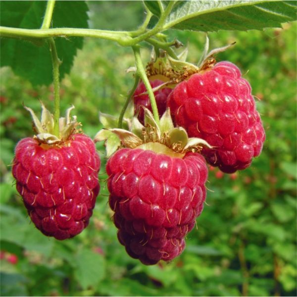 Rubus idaeus 'Polka' – Folytontermő málna szabadgyökeres