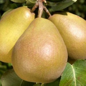 'Hardenpont' téli vajkörte