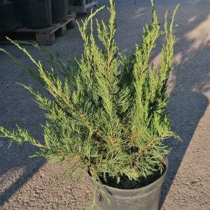 Juniperus virginiana 'Grey Owl' - Virginiai boróka