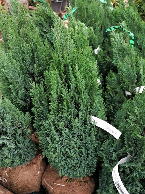 Chamaecyparis lawsoniana 'Ellwood' - Elwoodi hamisciprus