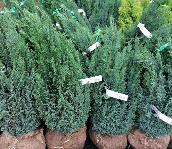 Chamaecyparis lawsoniana 'Ellwood' - Elwoodi hamisciprus - Image 3