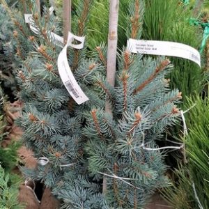 Picea pungens 'Balaton' – Ezüstfenyő