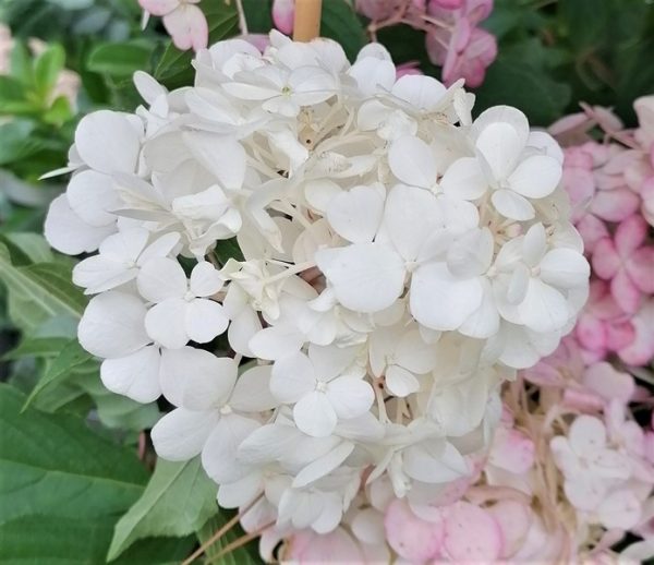 Hydrangea paniculata 'Vanille Fraise' - bugás hortenzia - Image 8