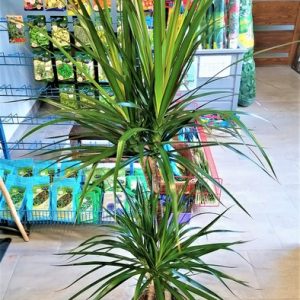 Tarka sárkányfa/Dracaena marginata