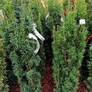 Taxus baccata 'Fastigiata' - Oszlopos tiszafa