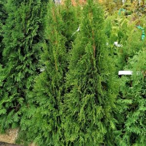 Thuja occidentalis 'Smaragd' – Smaragd tuja sövénynövényként ültetve