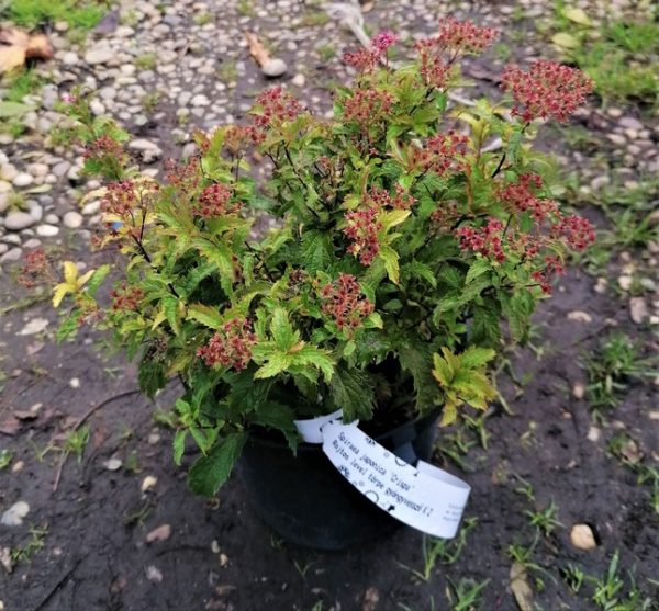 Spiraea japonica ‘Crispa’ – japán gyöngyvessző - Image 4