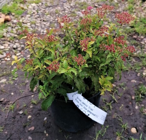 Spiraea japonica ‘Crispa’ – japán gyöngyvessző - Image 6