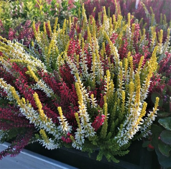 Csarab (Calluna vulgaris)