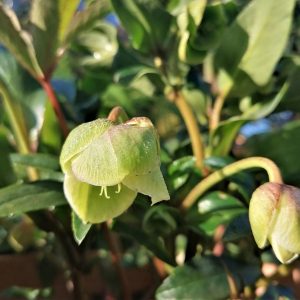Hunyor (Helleborus)