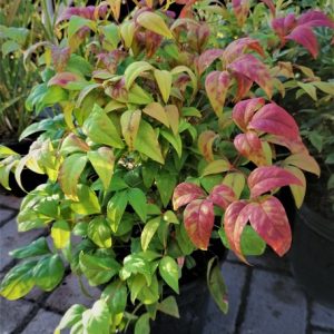 Nandina domestica 'FirePower' , Japán szentfa