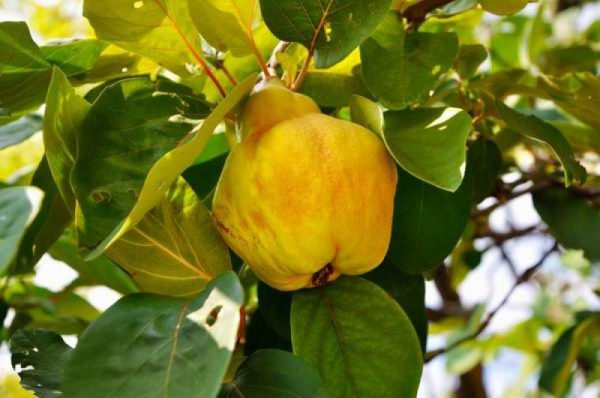 'Konstantinápolyi' birs