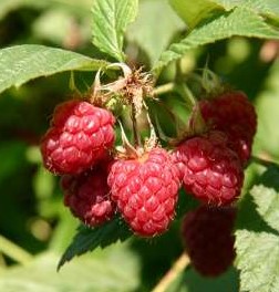 Rubus idaeus 'Malling Exploit' – Tavaszi málna