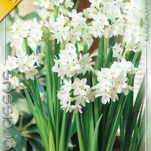 Narcissus Paperwhite / Nárcisz Tazetta