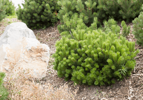 Pinus mugo pumilio - Törpefenyő - Image 3