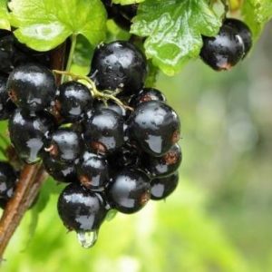 Ribes rubrum 'Fertődi 1' – Fertődi 1 ribizli