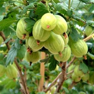 Ribes uva-crispa 'Pallagi Óriás' magastörzsű