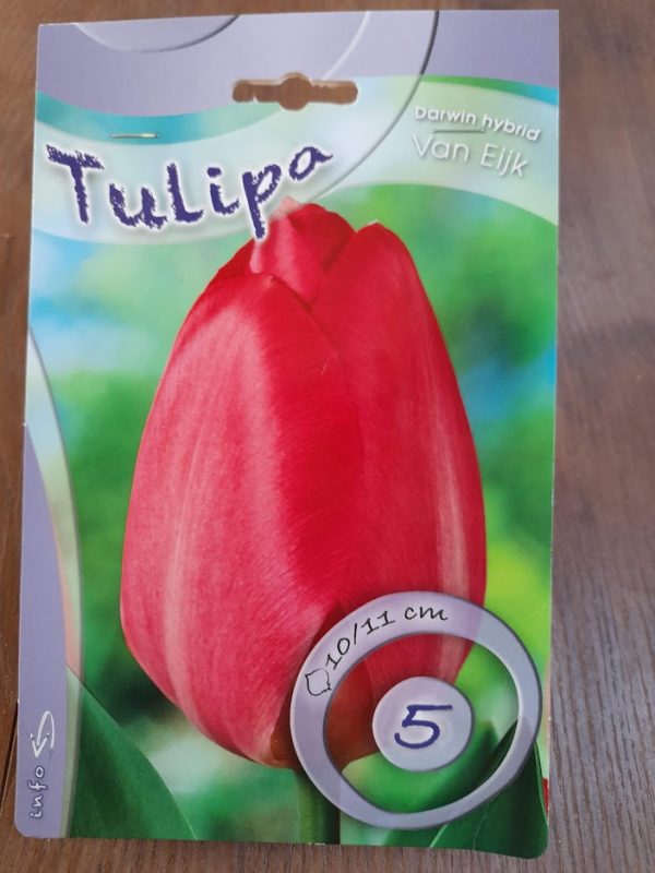 Tulipa Darwin hybrid - Van Eijk -piros tulipán