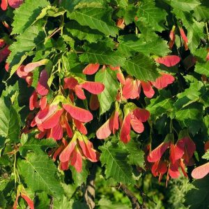 Acer tataricum 'Hot Wings' - Tatárjuhar