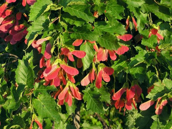 Acer tataricum 'Hot Wings' - Tatárjuhar