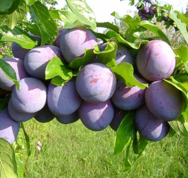'Althann ringló' szilva